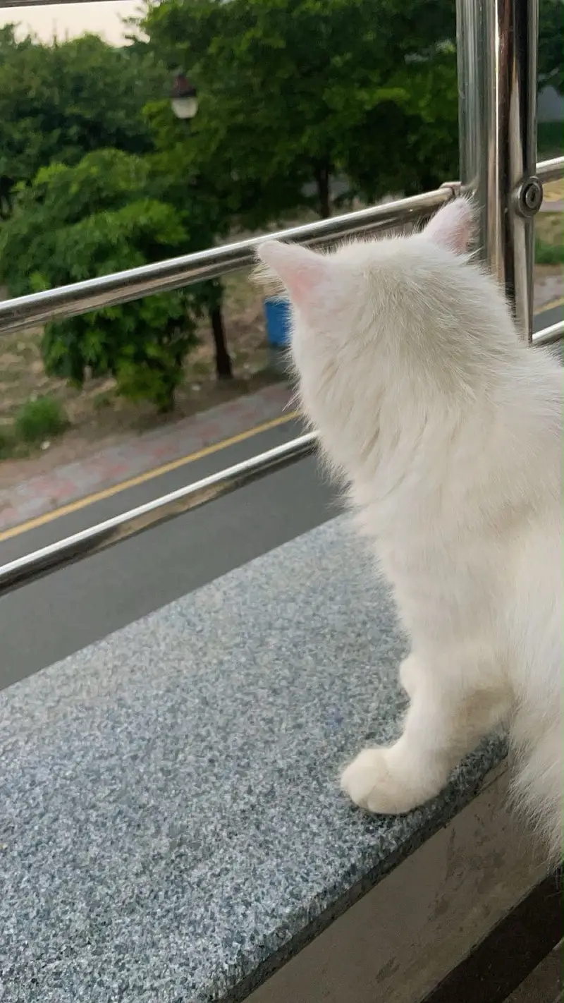 Persian cat — photo 2