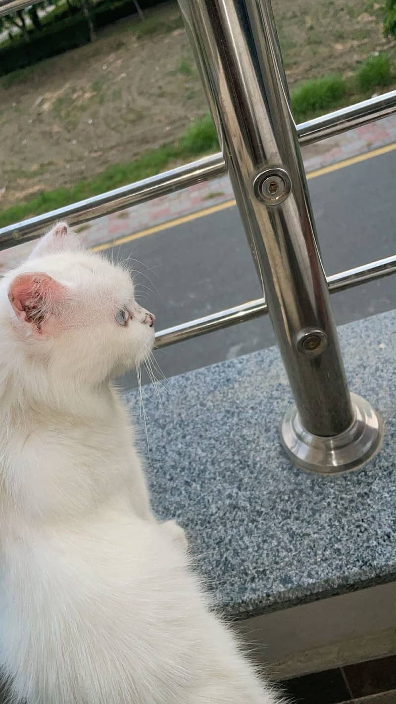 Persian cat 2
