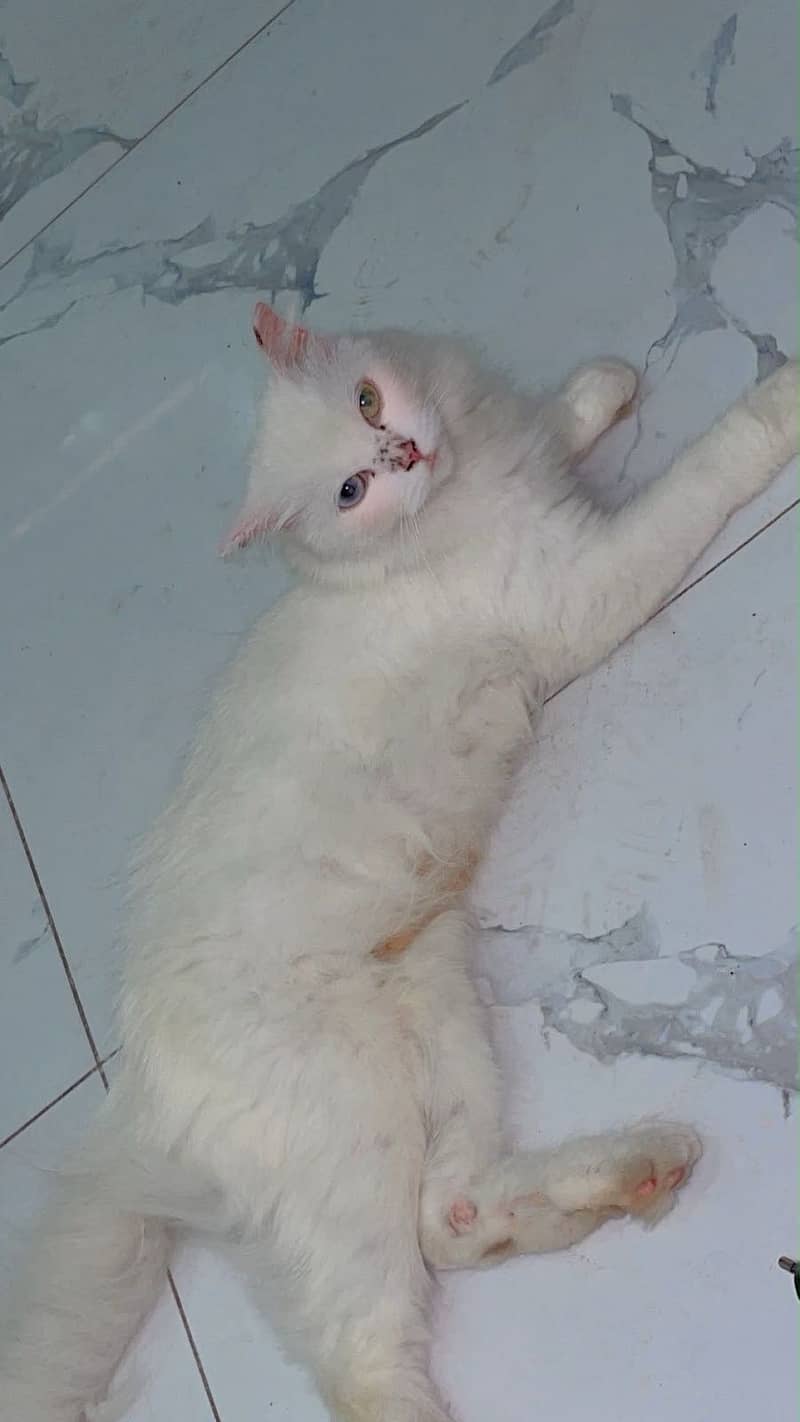 Persian cat 3