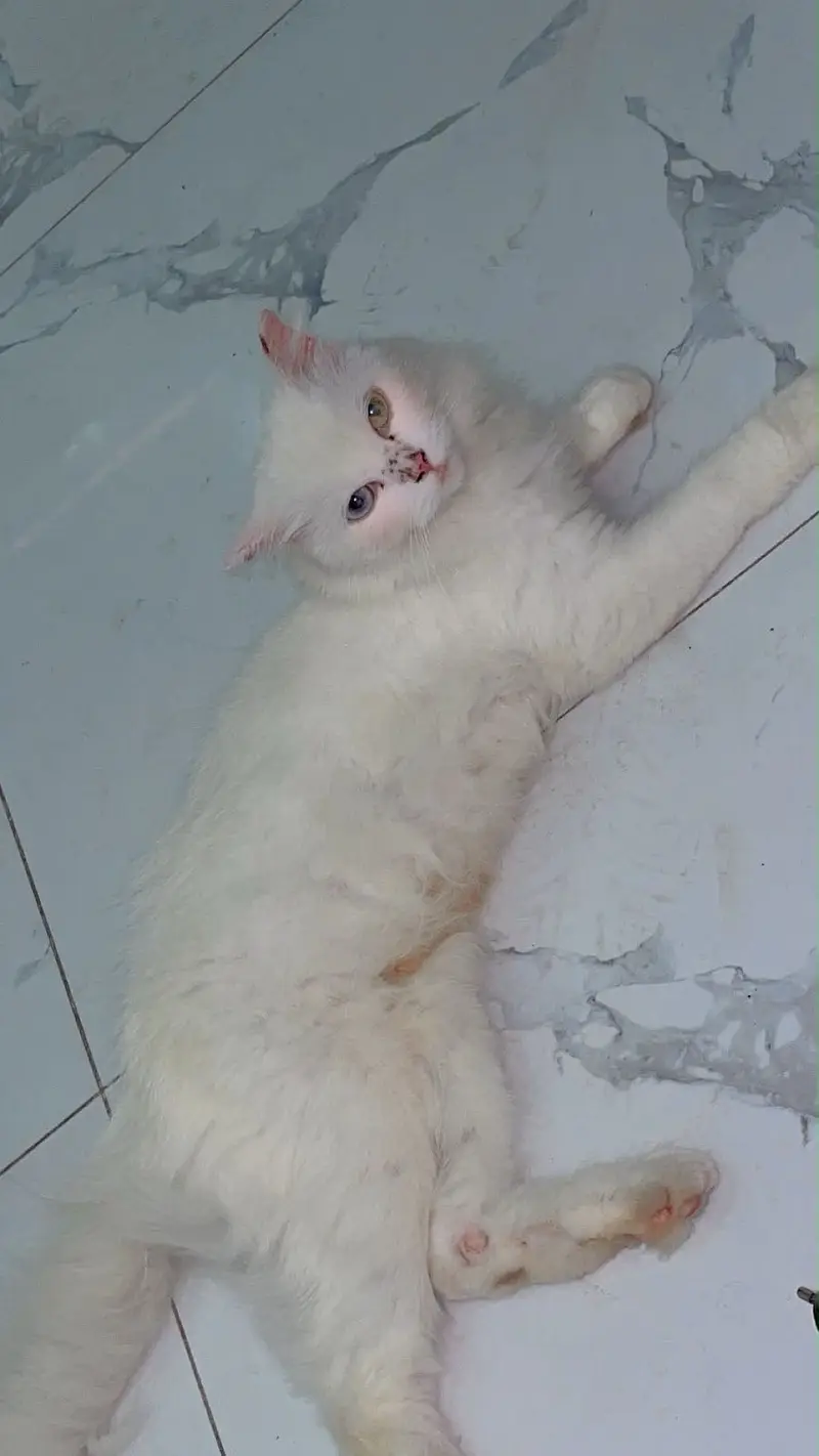 Persian cat — photo 4
