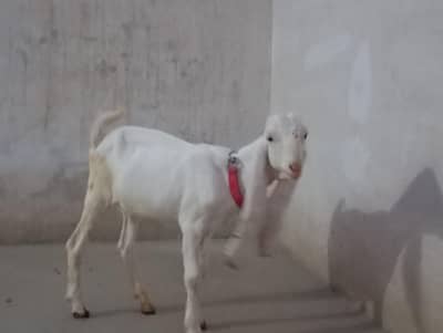 gulabi bakri