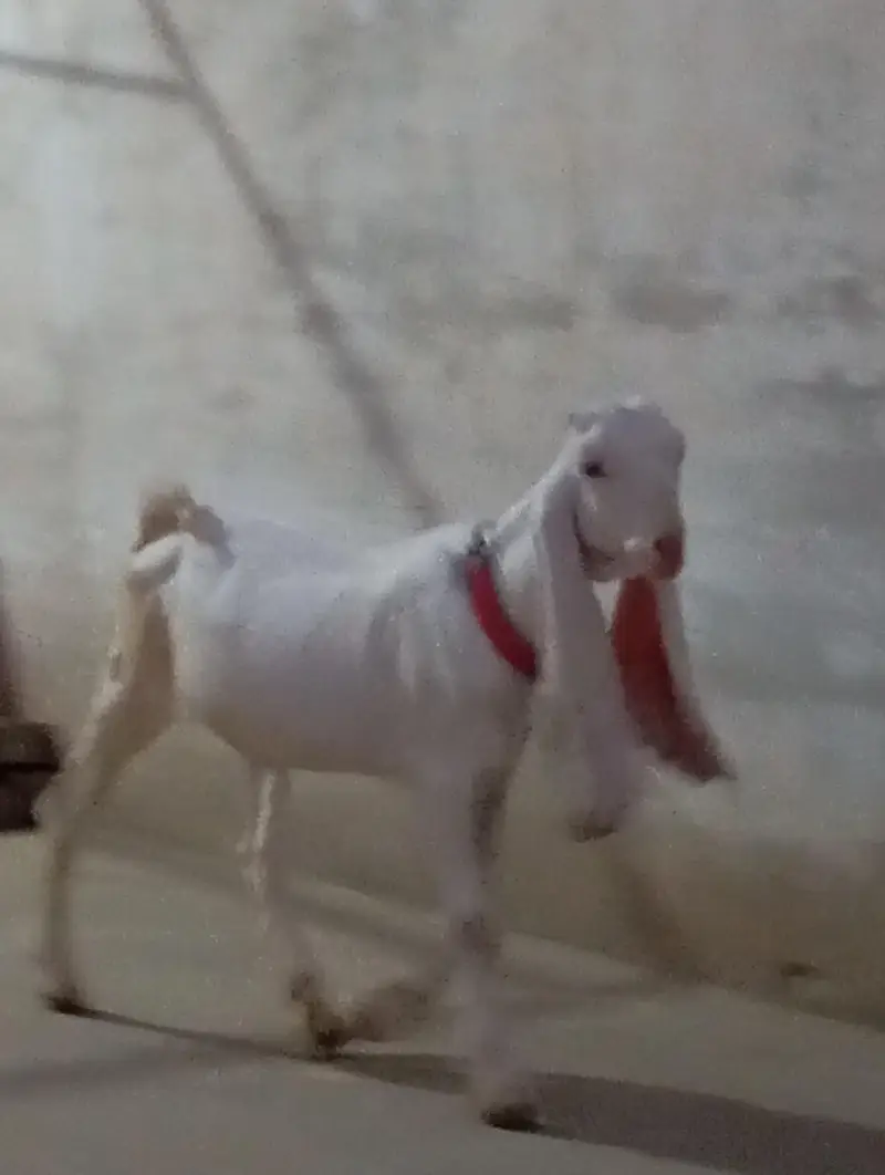 gulabi bakri — photo 2
