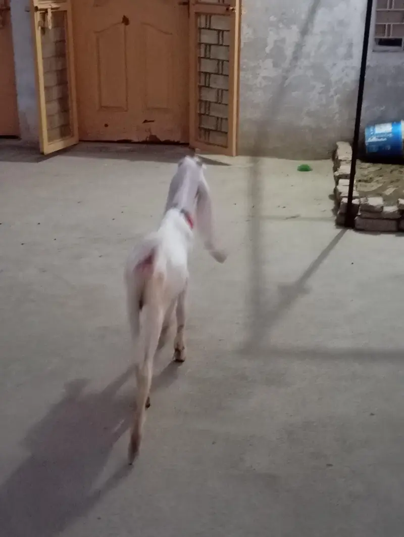 gulabi bakri — photo 3