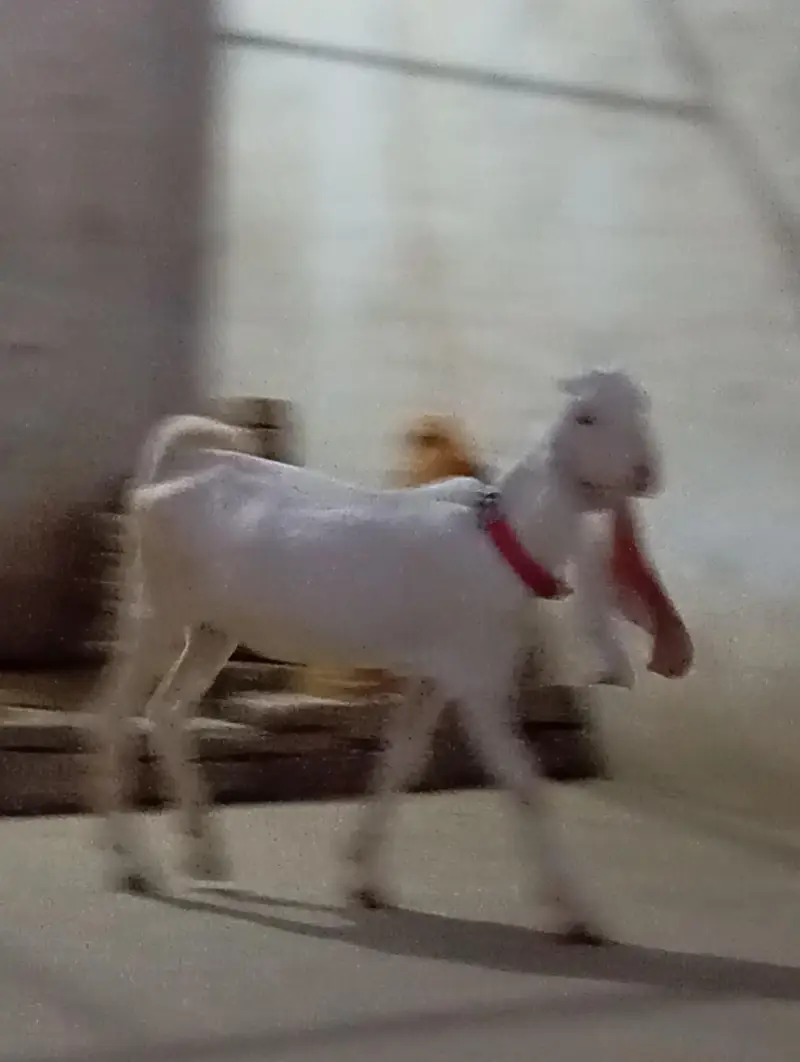 gulabi bakri — photo 4