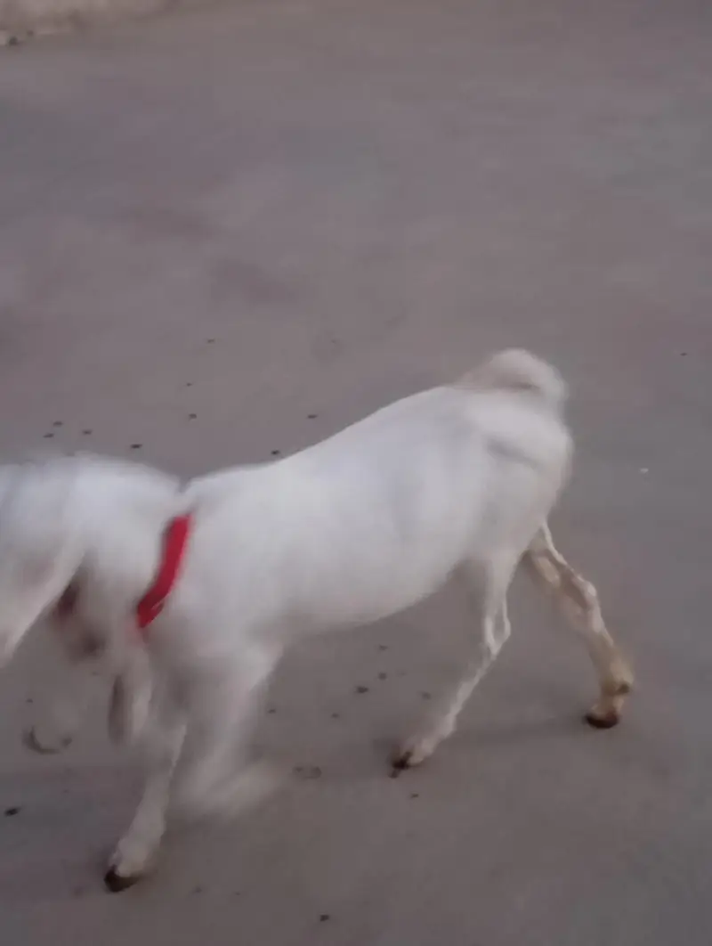 gulabi bakri — photo 5