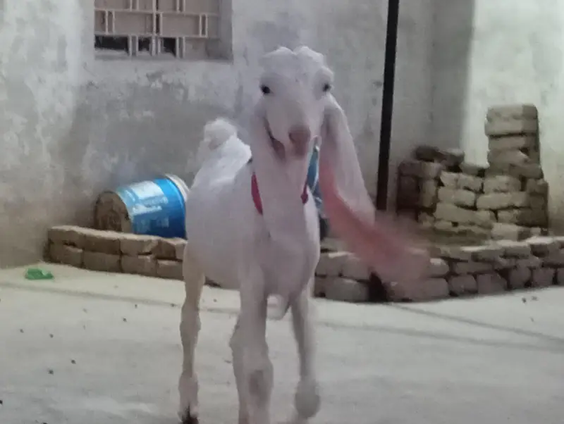 gulabi bakri — photo 6