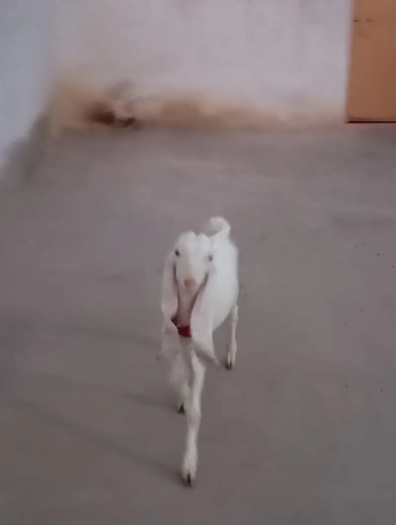 gulabi bakri — photo 7