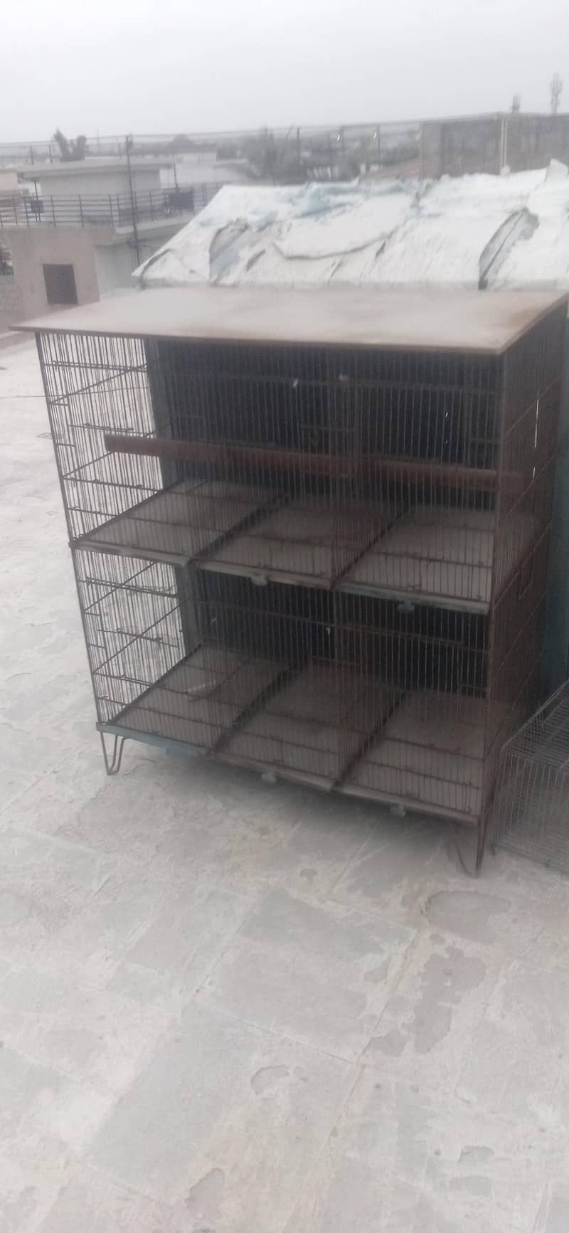 cage 6 position 1