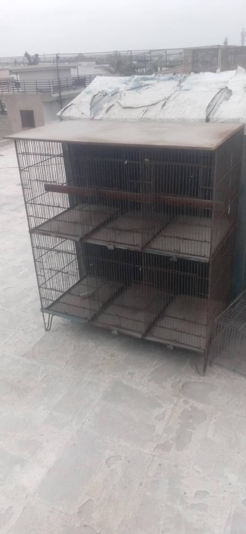 cage 6 position 2