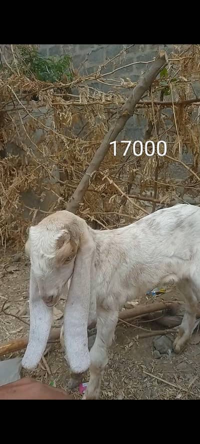 بکری کے بچے