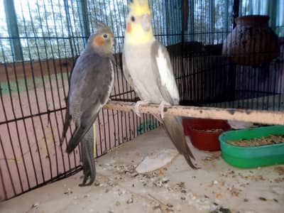 cocktail breeder pair for sale