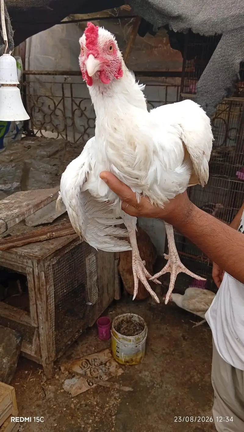 Aseel heera & Aseel Mianwali peir aveible  Heera good n active — photo 4