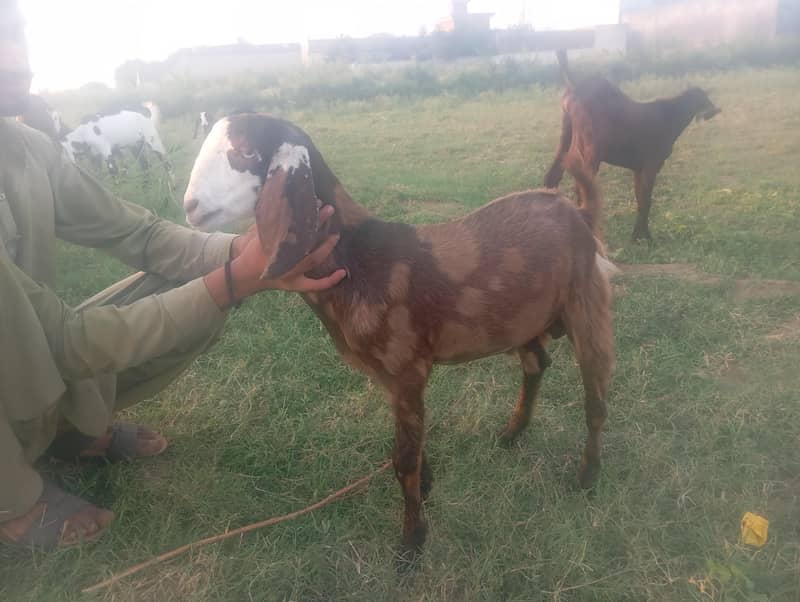 shera print bakra 0
