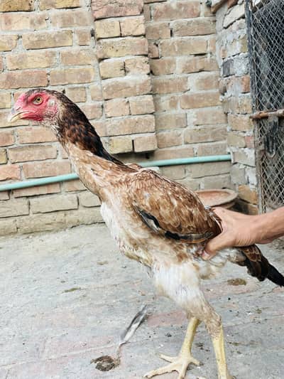 Sindhi Breeder Murga + 6 Month Patha Pathi long hight