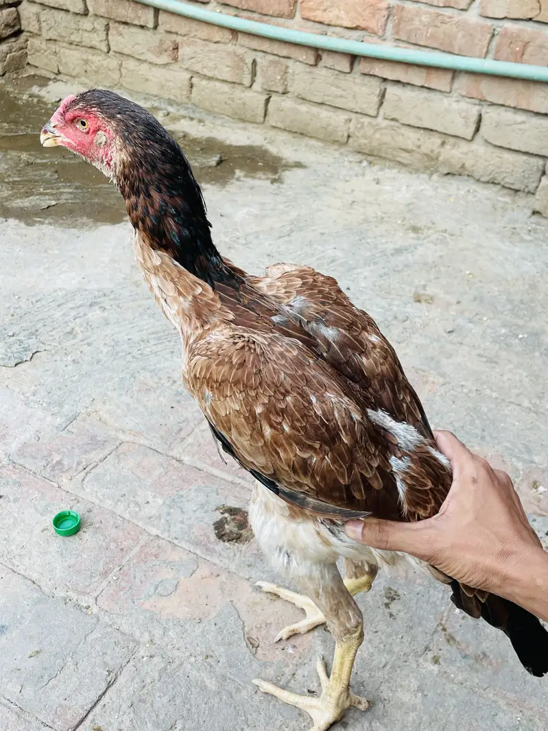 Sindhi Breeder Murga + 6 Month Patha Pathi long hight — photo 2