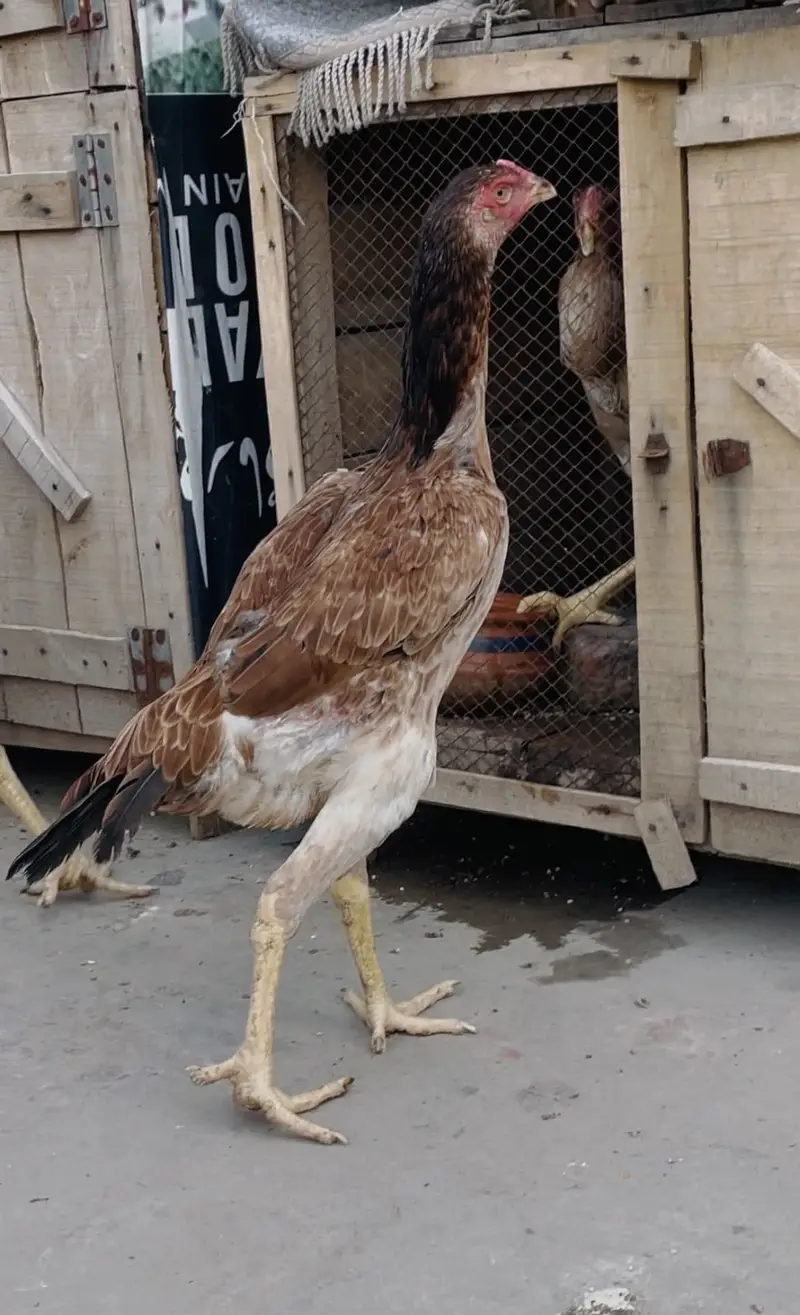 Sindhi Breeder Murga + 6 Month Patha Pathi long hight — photo 4
