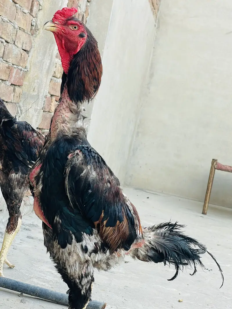 Sindhi Breeder Murga + 6 Month Patha Pathi long hight — photo 5