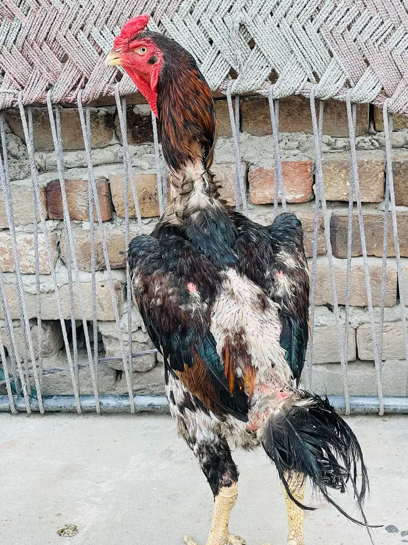 Sindhi Breeder Murga + 6 Month Patha Pathi long hight — photo 6