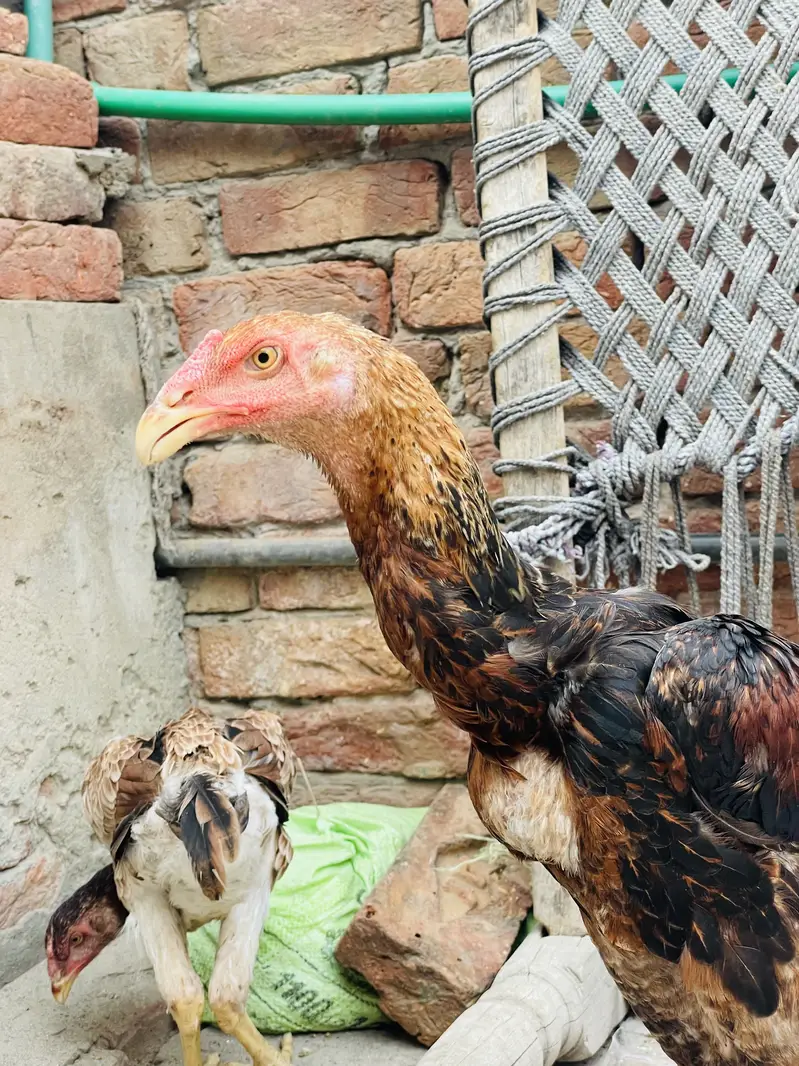 Sindhi Breeder Murga + 6 Month Patha Pathi long hight — photo 7