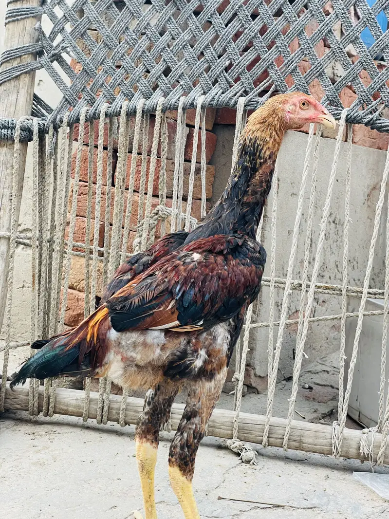 Sindhi Breeder Murga + 6 Month Patha Pathi long hight — photo 8
