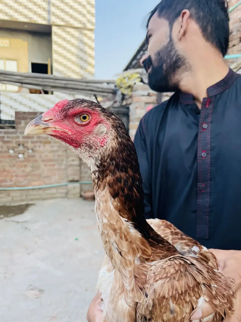 Sindhi Breeder Murga + 6 Month Patha Pathi long hight — photo 9