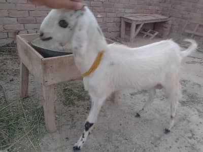 goat for sale