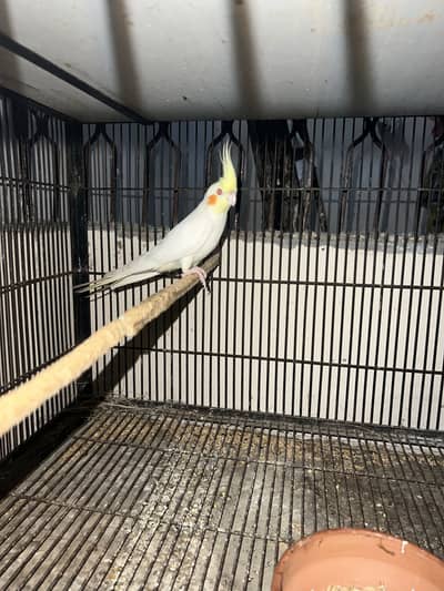 Cocktail red eye male