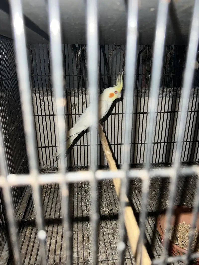Cocktail red eye male — photo 2