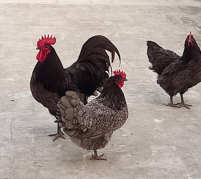Blue And White Australorp Heritage
