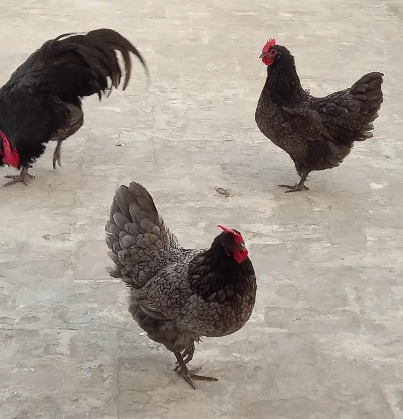 Blue And White Australorp Heritage — photo 2