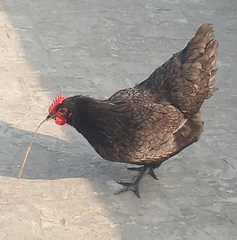 Blue And White Australorp Heritage — photo 3