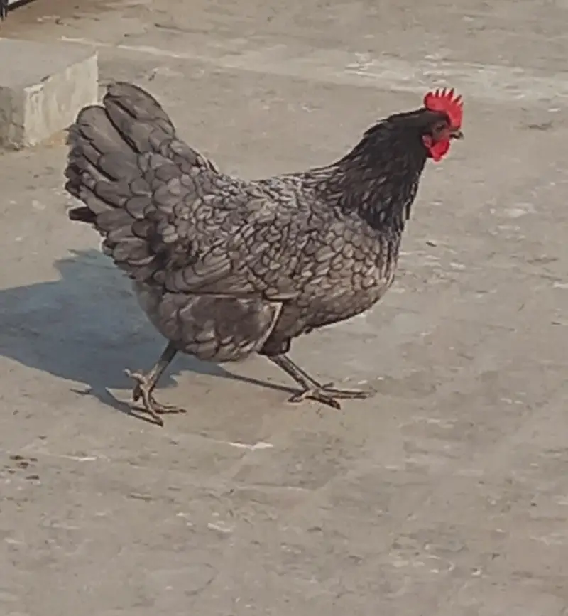 Blue And White Australorp Heritage — photo 4