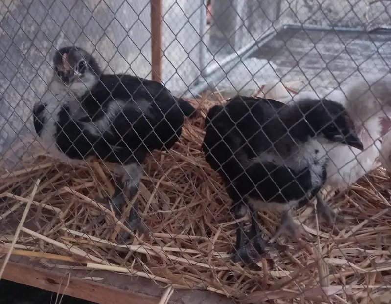 Blue And White Australorp Heritage — photo 5