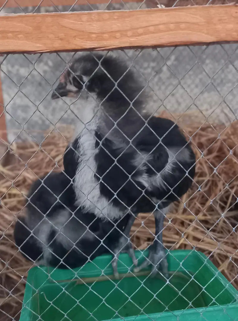 Blue And White Australorp Heritage — photo 6