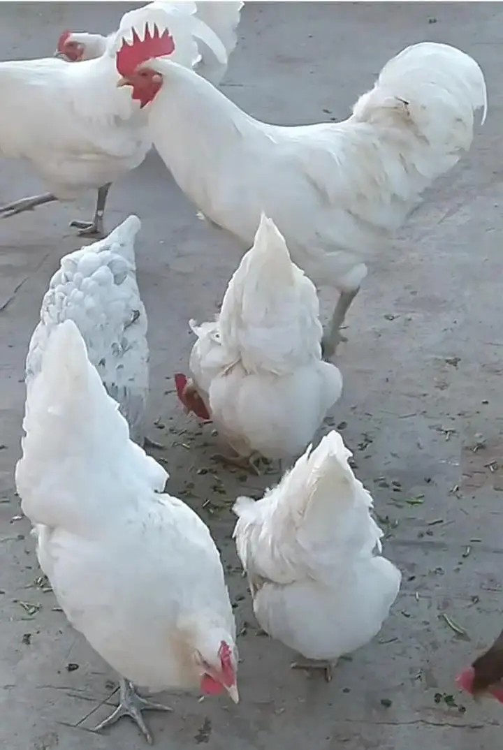 Blue And White Australorp Heritage — photo 8