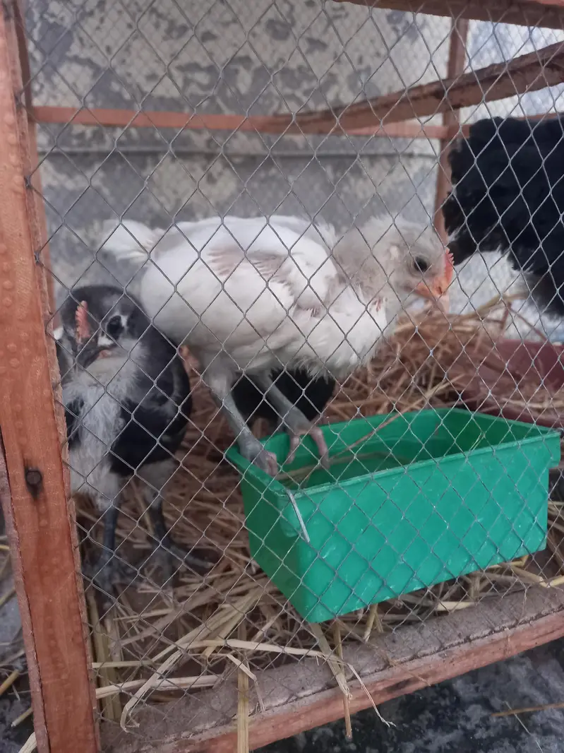 Blue And White Australorp Heritage — photo 9