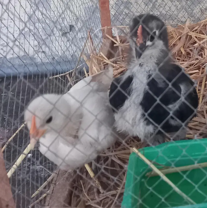 Blue And White Australorp Heritage — photo 10