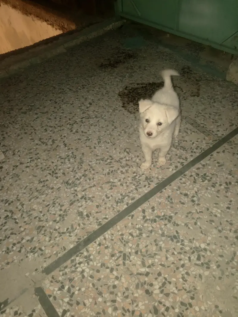 good and Haldi pape — photo 2