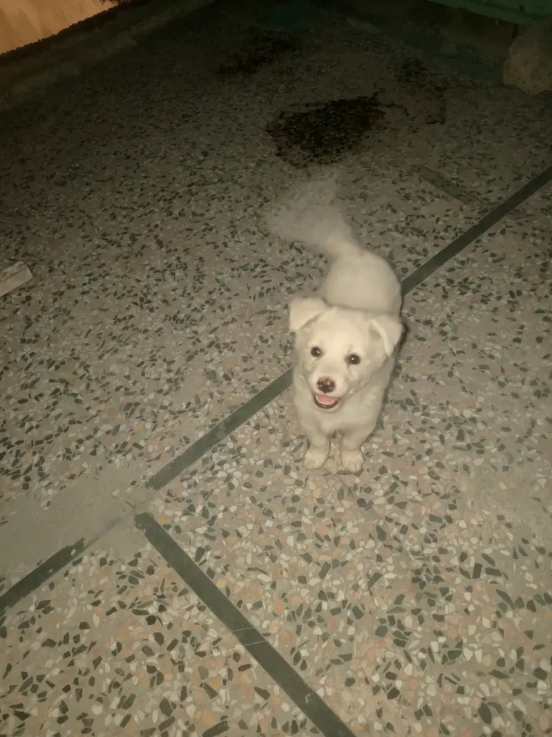 good and Haldi pape — photo 3