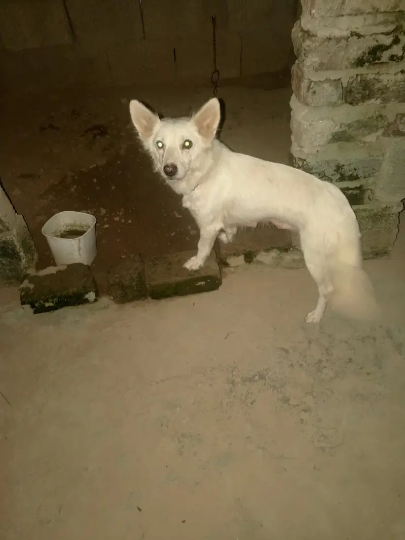 good and Haldi pape — photo 4