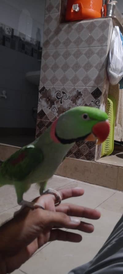 Raw  parrot