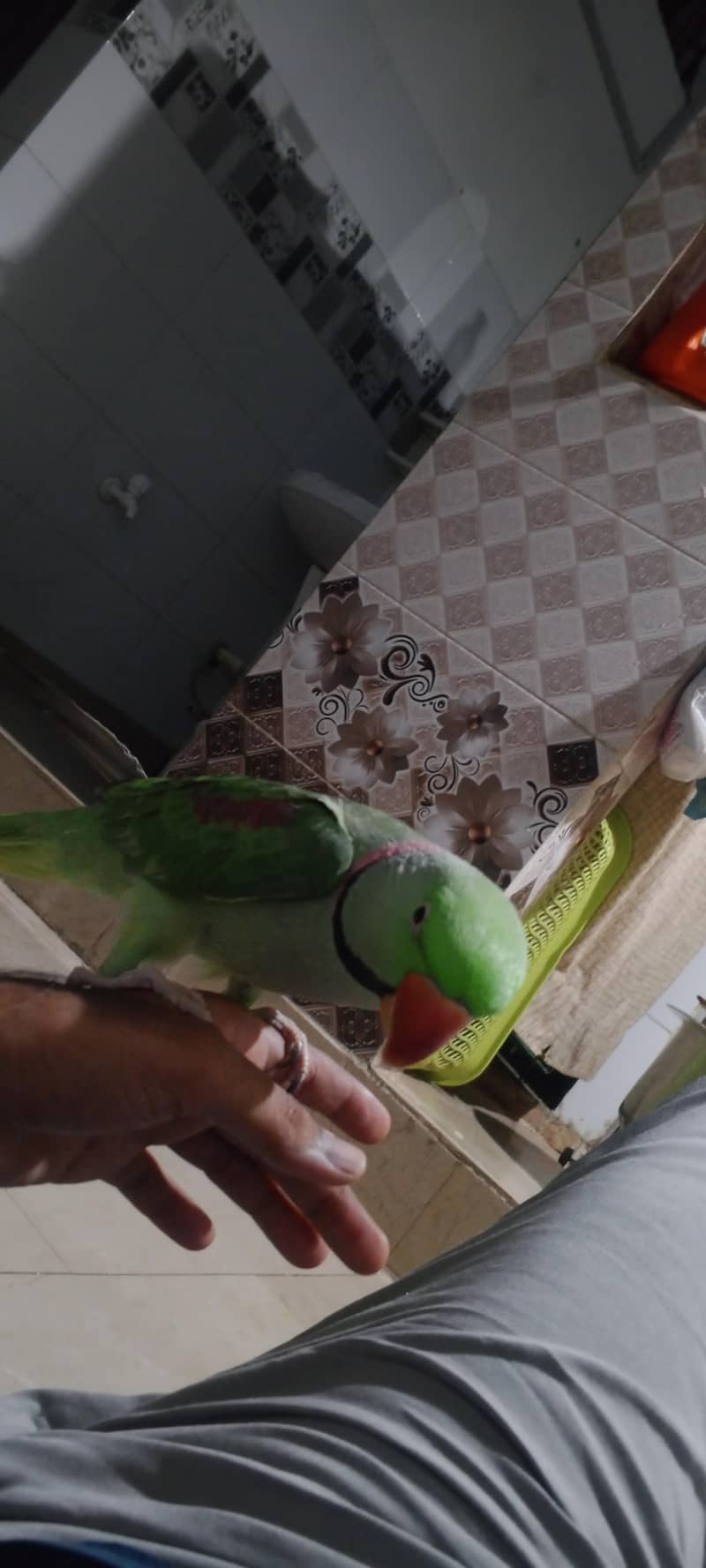 Raw  parrot 1