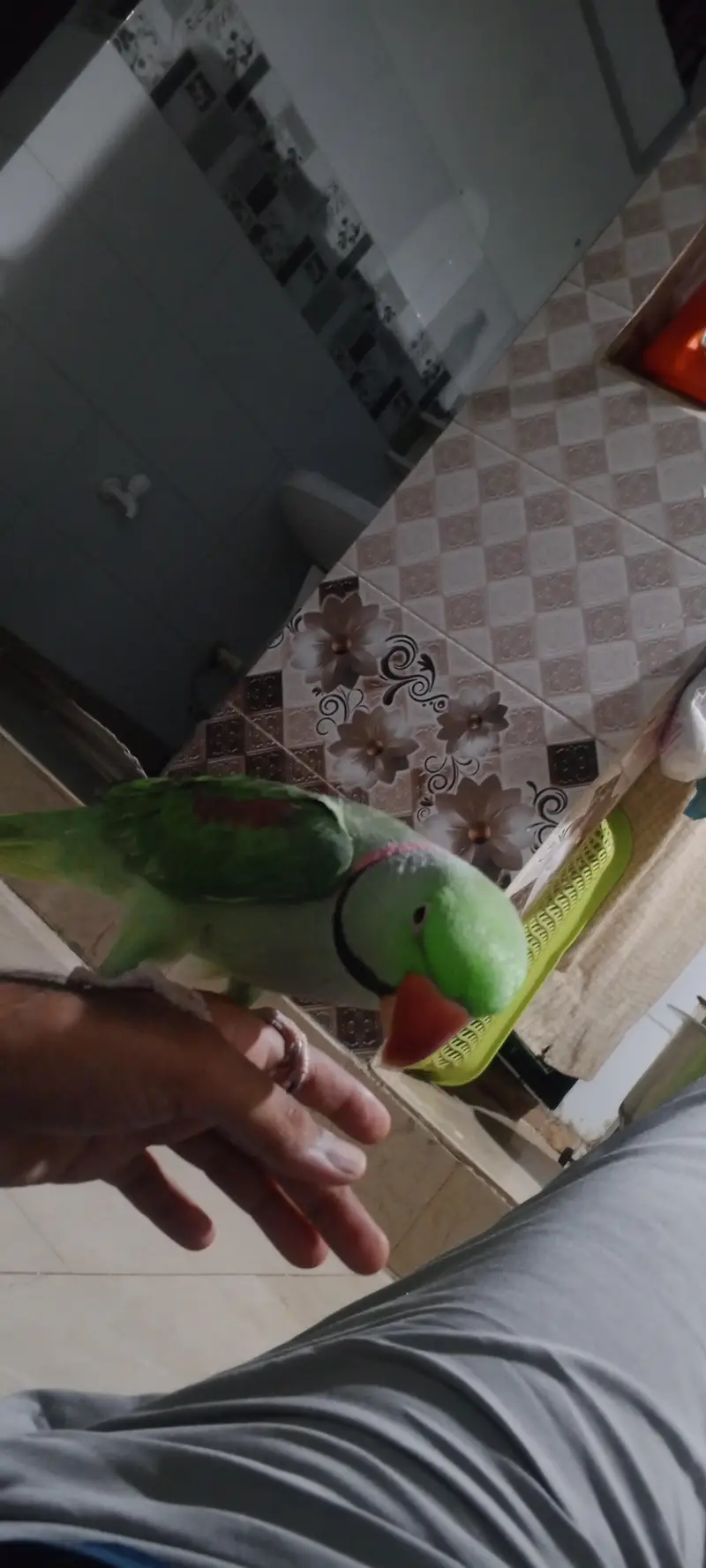 Raw  parrot — photo 2