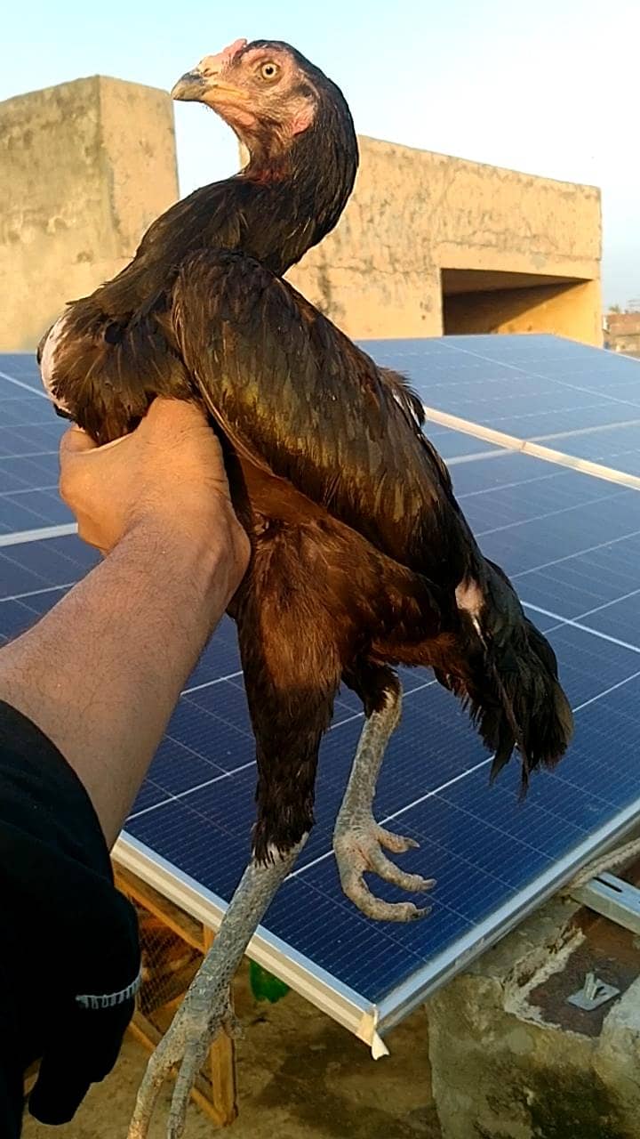 Aseel Bird 0