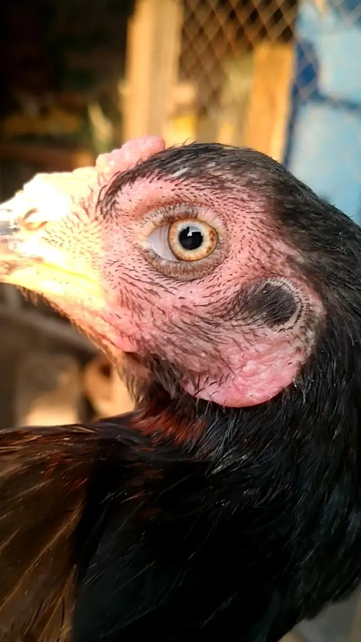 Aseel Bird — photo 2
