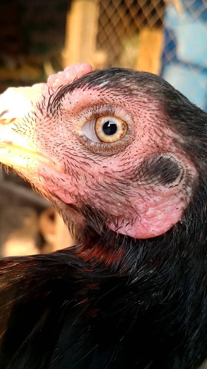 Aseel Bird 2