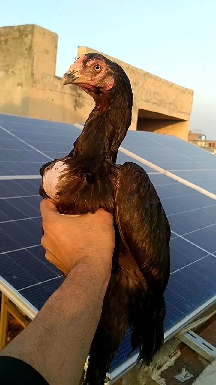 Aseel Bird — photo 4