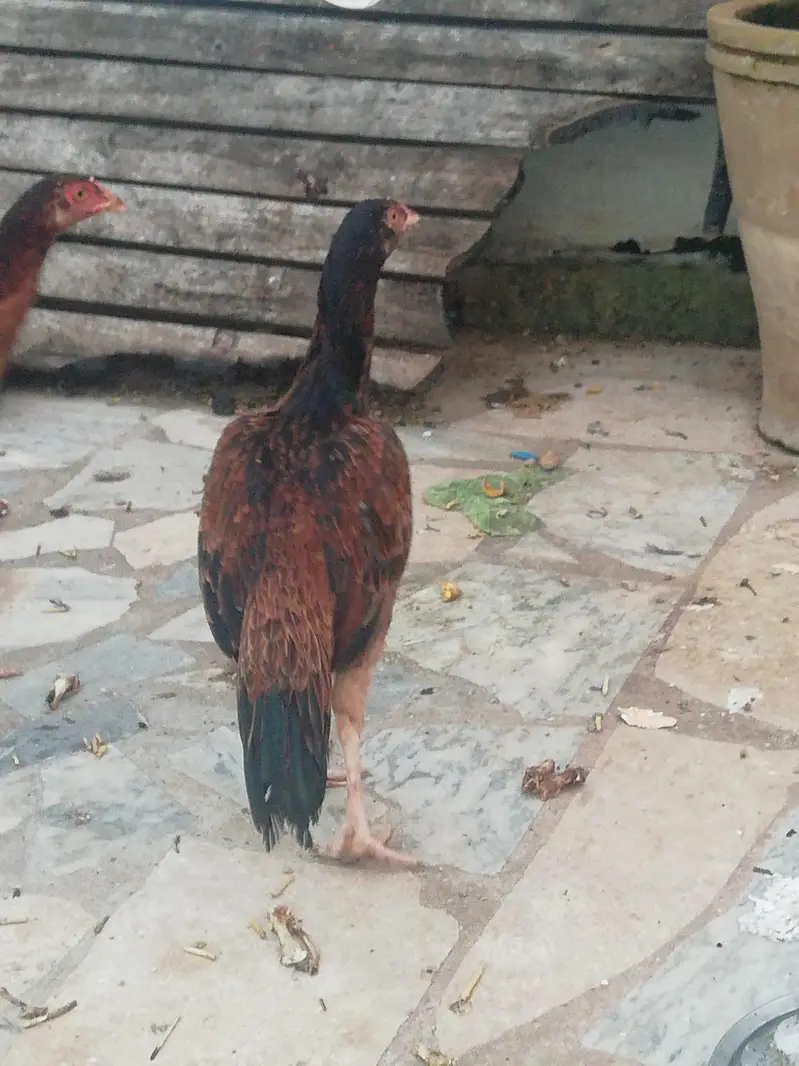 Asell phatiyan 03410589860 watsap — photo 2