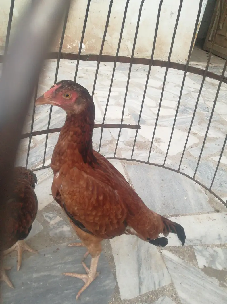 Asell phatiyan 03410589860 watsap — photo 6