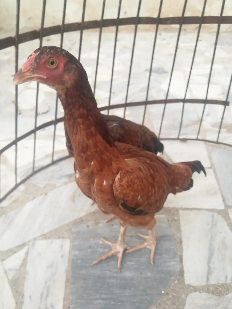 Asell phatiyan 03410589860 watsap — photo 7